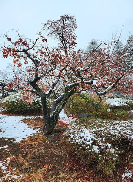 [雪莉丸出遊]2024.2月一個人的日本-河口湖住宿富士ビュ