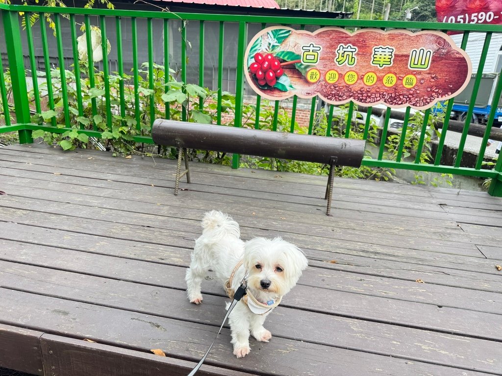 雲林古坑華山咖啡大街｜寵物友善景點
