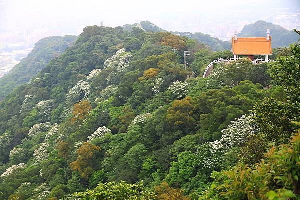 2015.5.2 三峽鳶山桐花