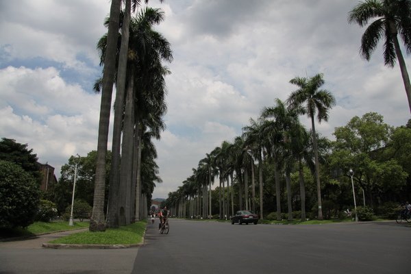 2009.7.4 台灣大學椰林大道