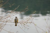 白頭翁