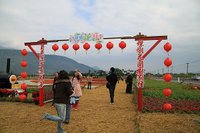 壽豐花東花海行