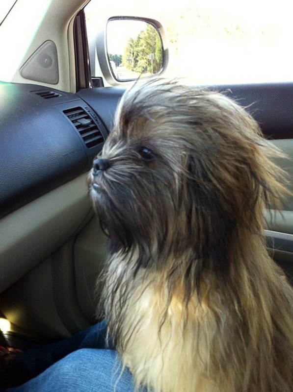 chewbacca-dog.jpg