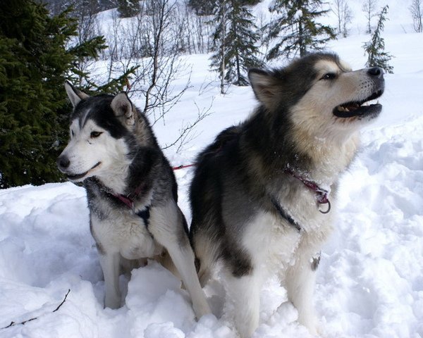 阿拉斯加雪橇犬 4.jpg