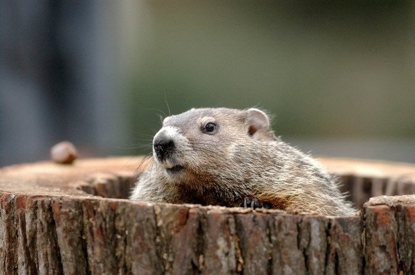 GROUNDHOG.jpg