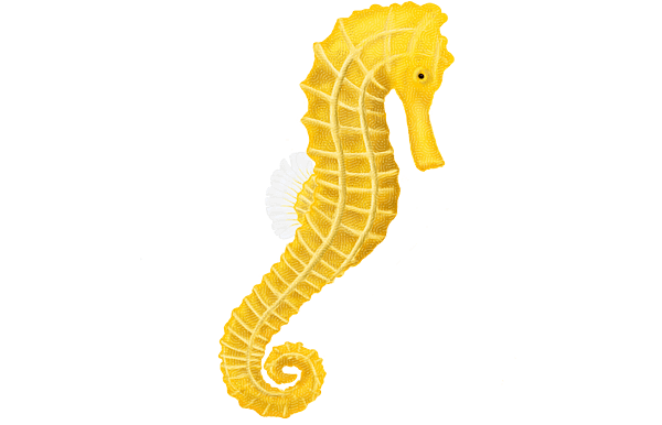 charles_the_seahorse_by_awesomesauce95-d362hmt.png