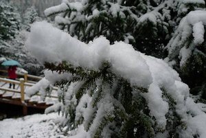 原始森林的積雪