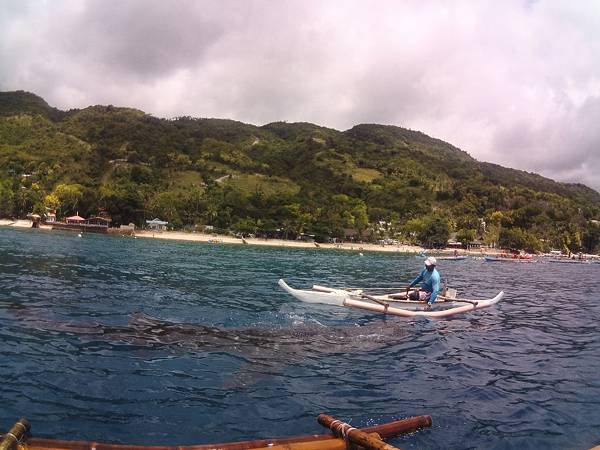 Whale Shark Feeding