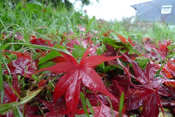 一點紅很多綠