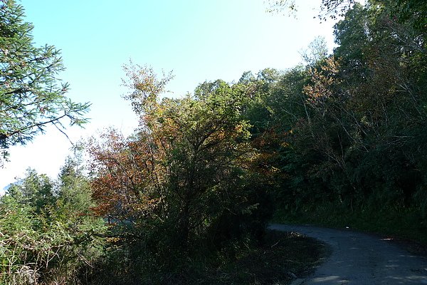 樂山林道