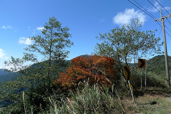 樂山林道