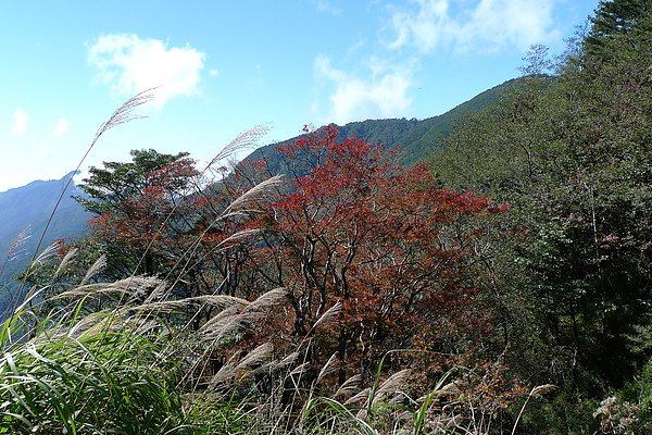 樂山林道