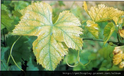 picture from :http://www.vignevin-sudouest.com/publications/fiches-pratiques/chlorose-ferrique.php