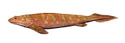 耳朵 用來呼吸 潘氏魚學名：Panderichthys
