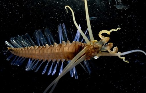 烏賊蠕蟲 squidworm