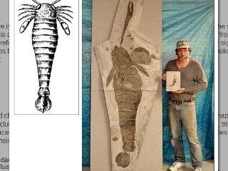 古海底巨蠍 據傳為海底霸王的古代海底巨蠍其實為軟腳蝦？