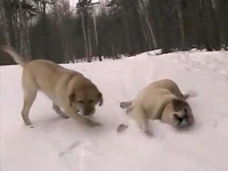 爆笑滑雪 拉布拉多狗 另類的滑雪方式