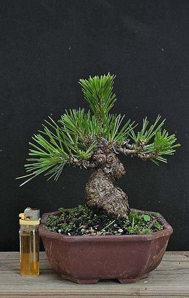黑松盆栽