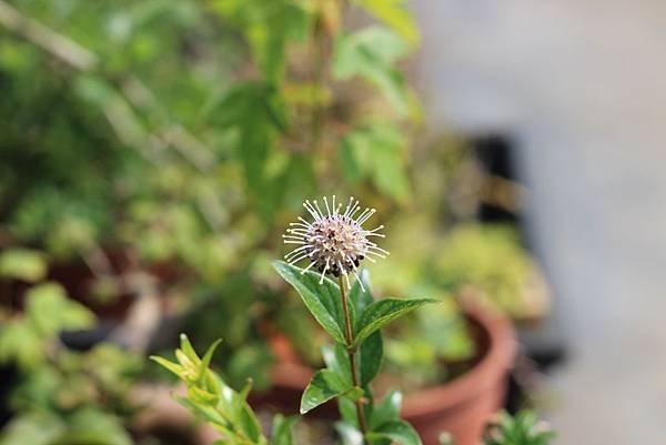 古渡木開花