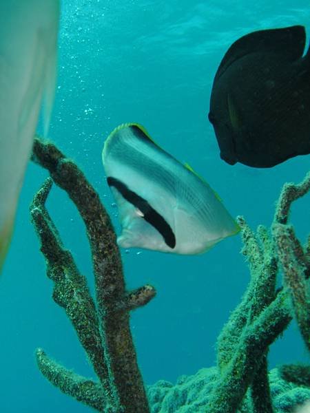 關島自由行- -關島旅遊-J&amp;S scuba diving 魚眼公園底下水肺潛水