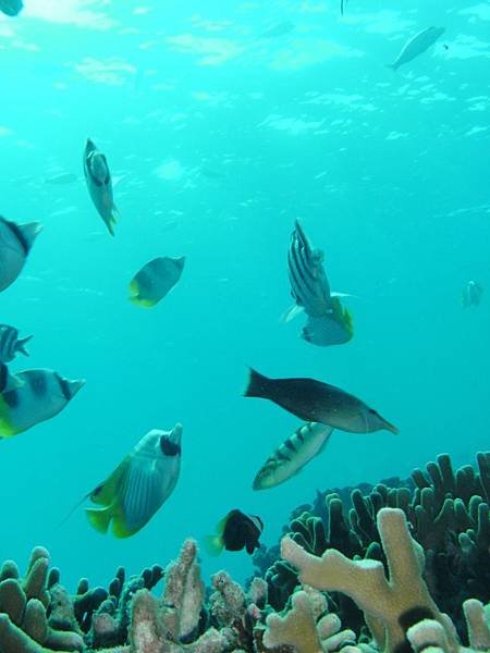 關島自由行- -關島旅遊-J&amp;S scuba diving 魚眼公園底下水肺潛水