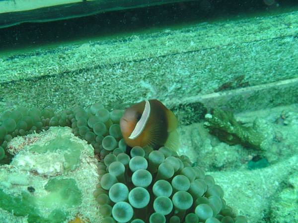 關島自由行- -關島旅遊-J&amp;S scuba diving 魚眼公園底下水肺潛水