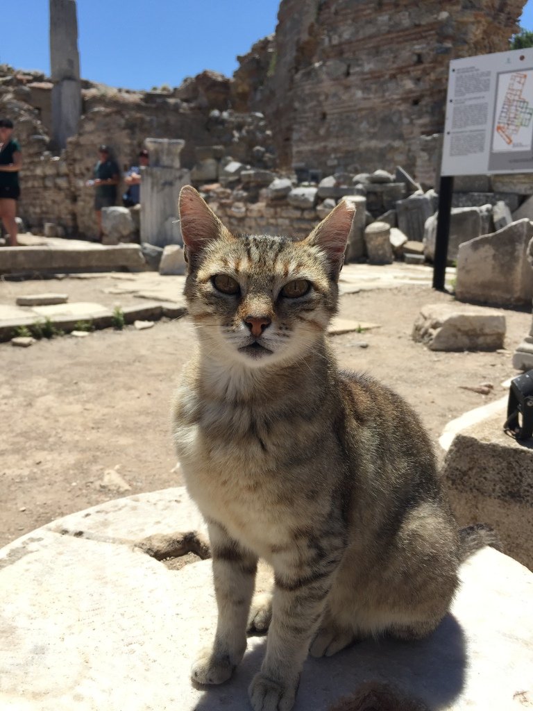 [土耳其旅遊] 土耳其跟團旅行-羅馬古城 以弗所 Ephesus