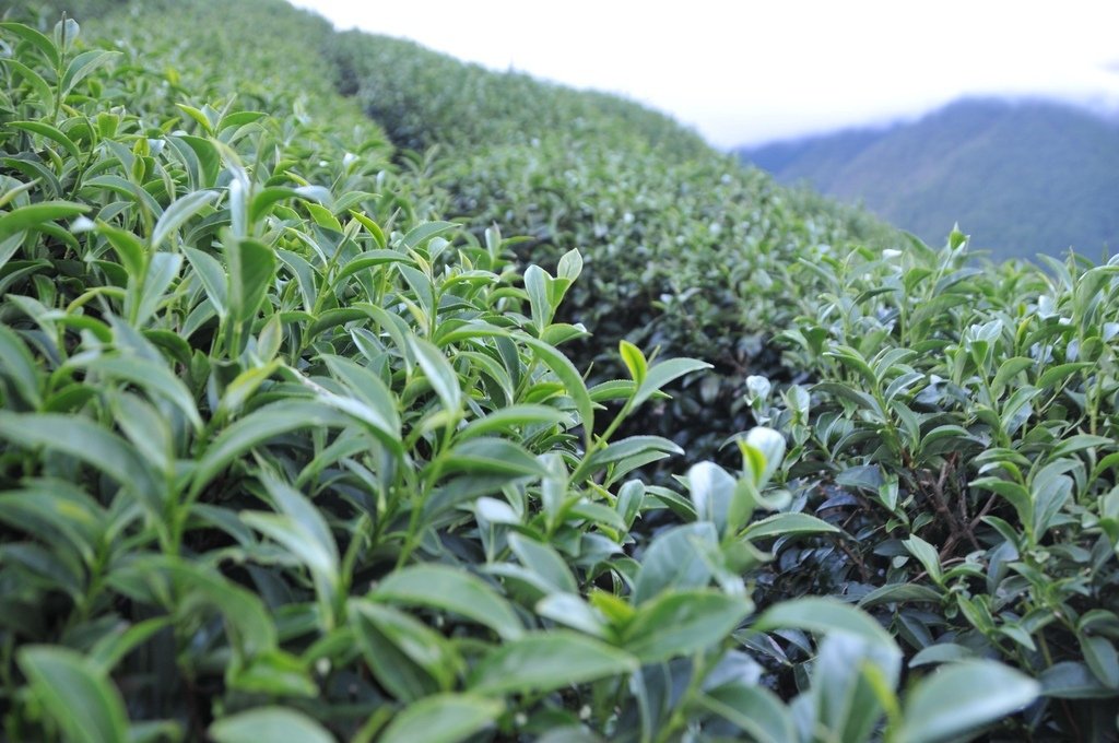 碧綠溪茶公道價格多少合理？