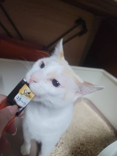 《試用文》Sheba®希寶 鮮肉慕斯主食罐、誘惑泥、日本鮮饌