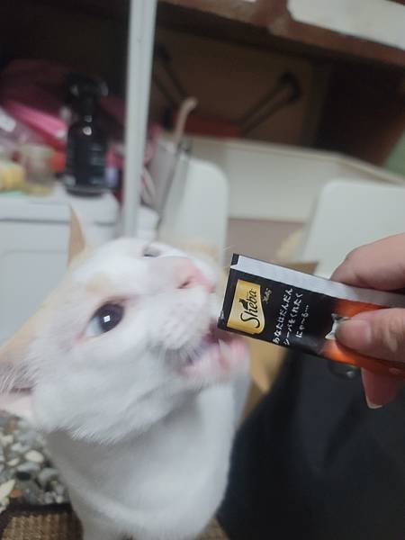 《試用文》Sheba®希寶 鮮肉慕斯主食罐、誘惑泥、日本鮮饌