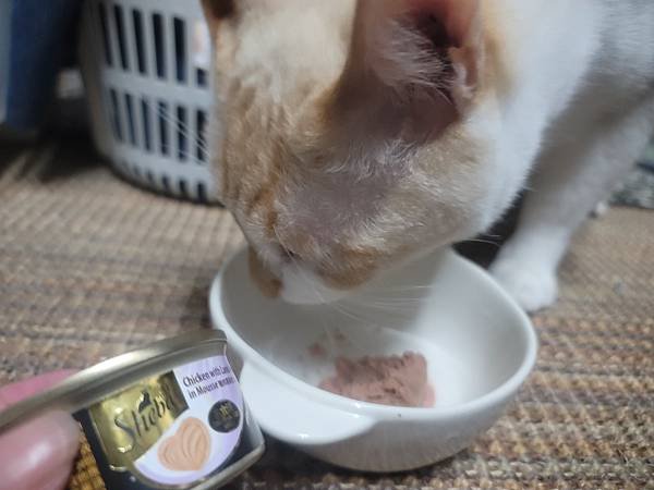 《試用文》Sheba®希寶 鮮肉慕斯主食罐、誘惑泥、日本鮮饌