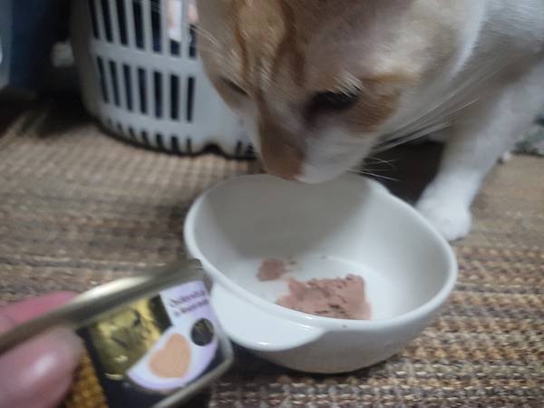 《試用文》Sheba®希寶 鮮肉慕斯主食罐、誘惑泥、日本鮮饌
