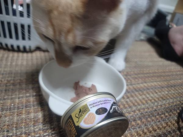 《試用文》Sheba®希寶 鮮肉慕斯主食罐、誘惑泥、日本鮮饌