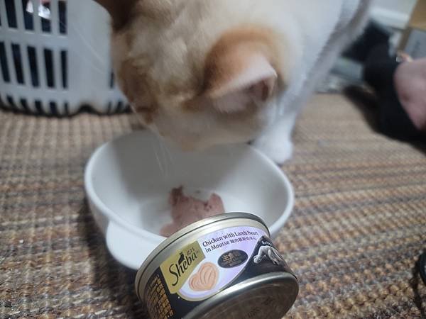 《試用文》Sheba®希寶 鮮肉慕斯主食罐、誘惑泥、日本鮮饌