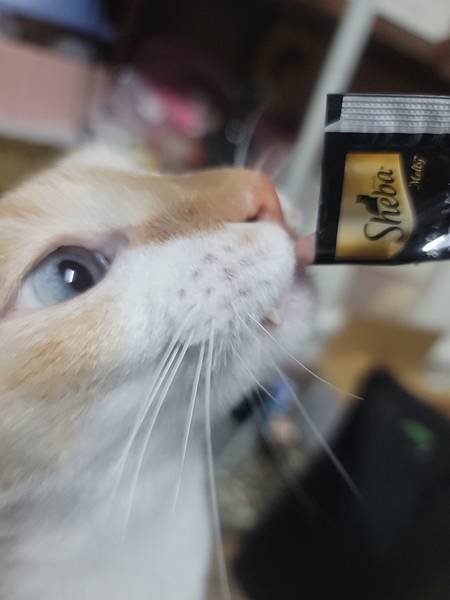 《試用文》Sheba®希寶 鮮肉慕斯主食罐、誘惑泥、日本鮮饌
