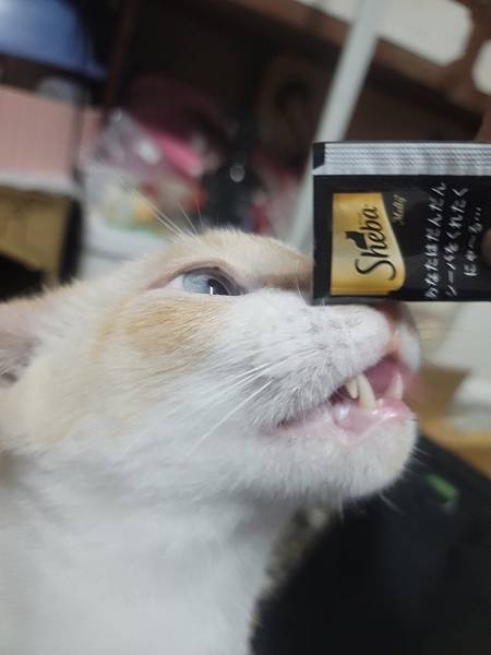 《試用文》Sheba®希寶 鮮肉慕斯主食罐、誘惑泥、日本鮮饌