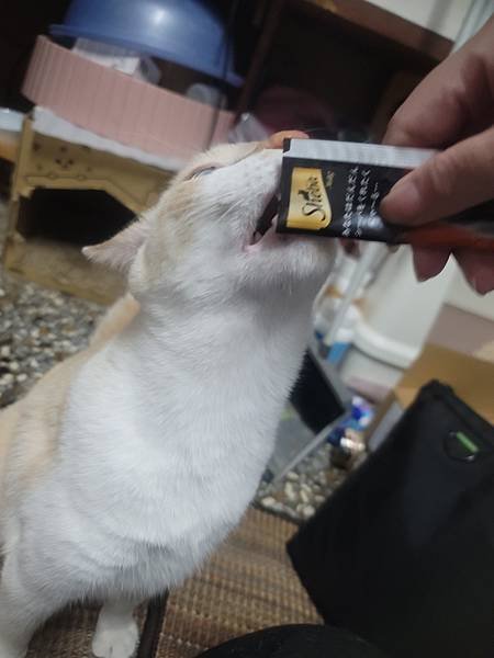 《試用文》Sheba®希寶 鮮肉慕斯主食罐、誘惑泥、日本鮮饌