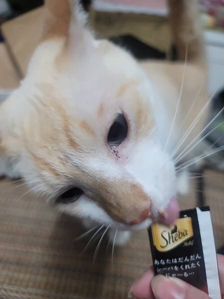 《試用文》Sheba®希寶 鮮肉慕斯主食罐、誘惑泥、日本鮮饌