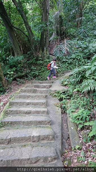 【陪烏龜散步】20161212 白鷺鷥山步道