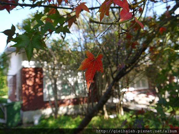 【陪烏龜散步】20161218 水管路步道、天母古道親山步道