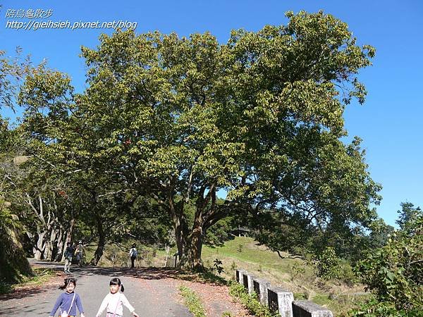 【陪烏龜散步】日月潭 貓囒山步道