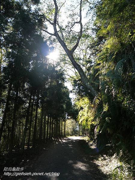 【陪烏龜散步】日月潭 貓囒山步道