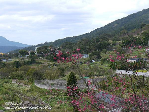 【陪烏龜散步】20170212 賞櫻 風尾步道、十八份水圳步道、東昇步道-十八份產業道路