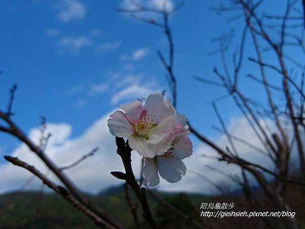 【陪烏龜散步】20170212 賞櫻 風尾步道、十八份水圳步道、東昇步道-十八份產業道路