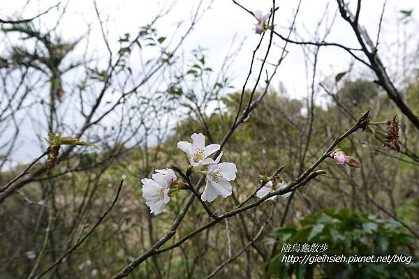 【陪烏龜散步】20170212 賞櫻 風尾步道