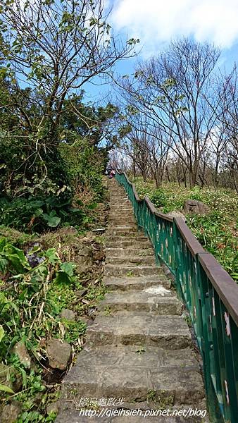 【陪烏龜散步】20170212 賞櫻 風尾步道