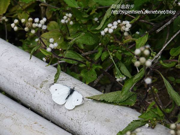 【陪烏龜散步】20170212 賞櫻 東昇步道