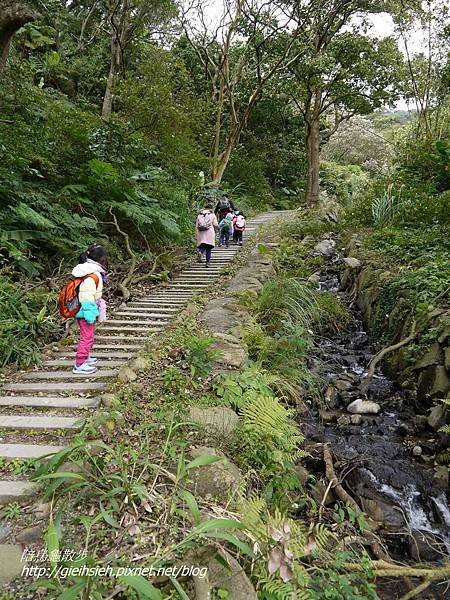 【陪烏龜散步】20170212 賞櫻 十八挖水圳步道