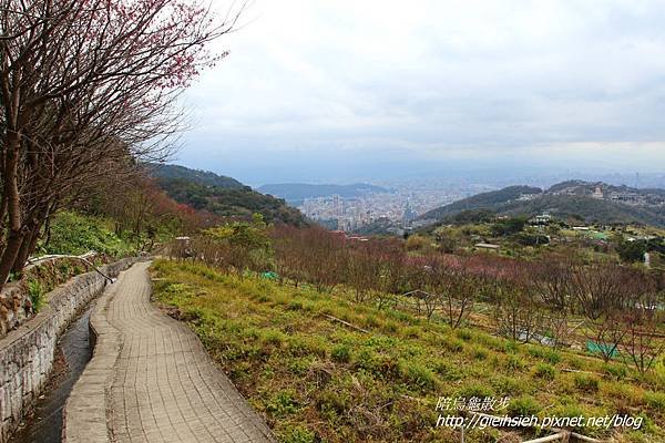 【陪烏龜散步】20170212 賞櫻 東昇步道