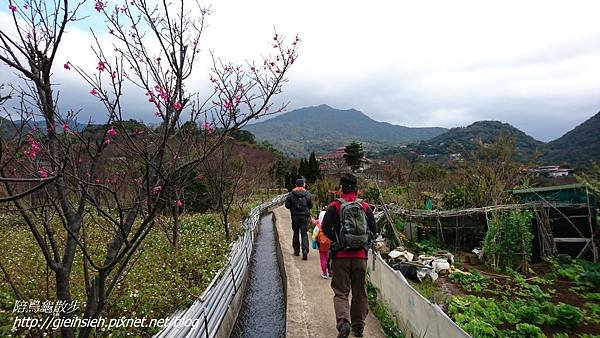 【陪烏龜散步】20170212 賞櫻 風尾步道、十八份水圳步道、東昇步道-十八份水圳步道入口